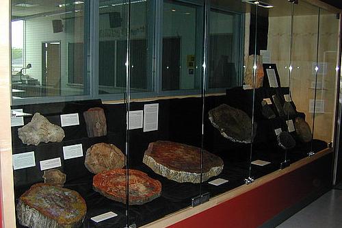 索伦木化石收藏在桑格科学中心的四楼展出.