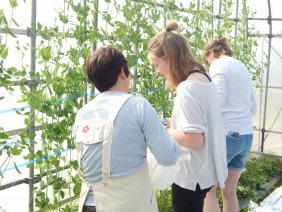 Student researchers help harvest beans following a farm interview inSemboku, 秋田犬 (Summer, 2018)...