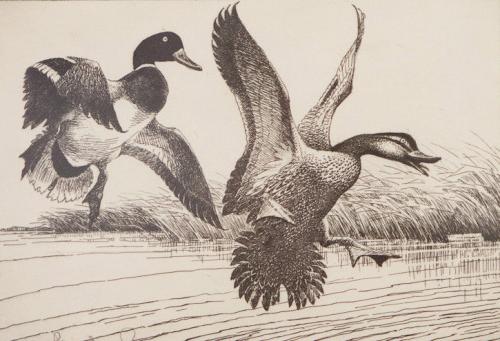 鸭子降落在池塘的素描，由杰伊·诺伍德·丁·达林完成.