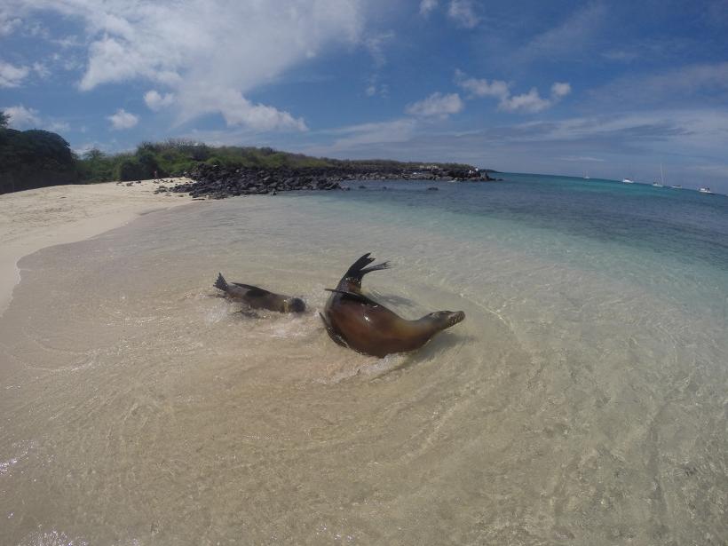 在厄瓜多尔的加拉帕戈斯群岛，海狮在沙滩上嬉戏.